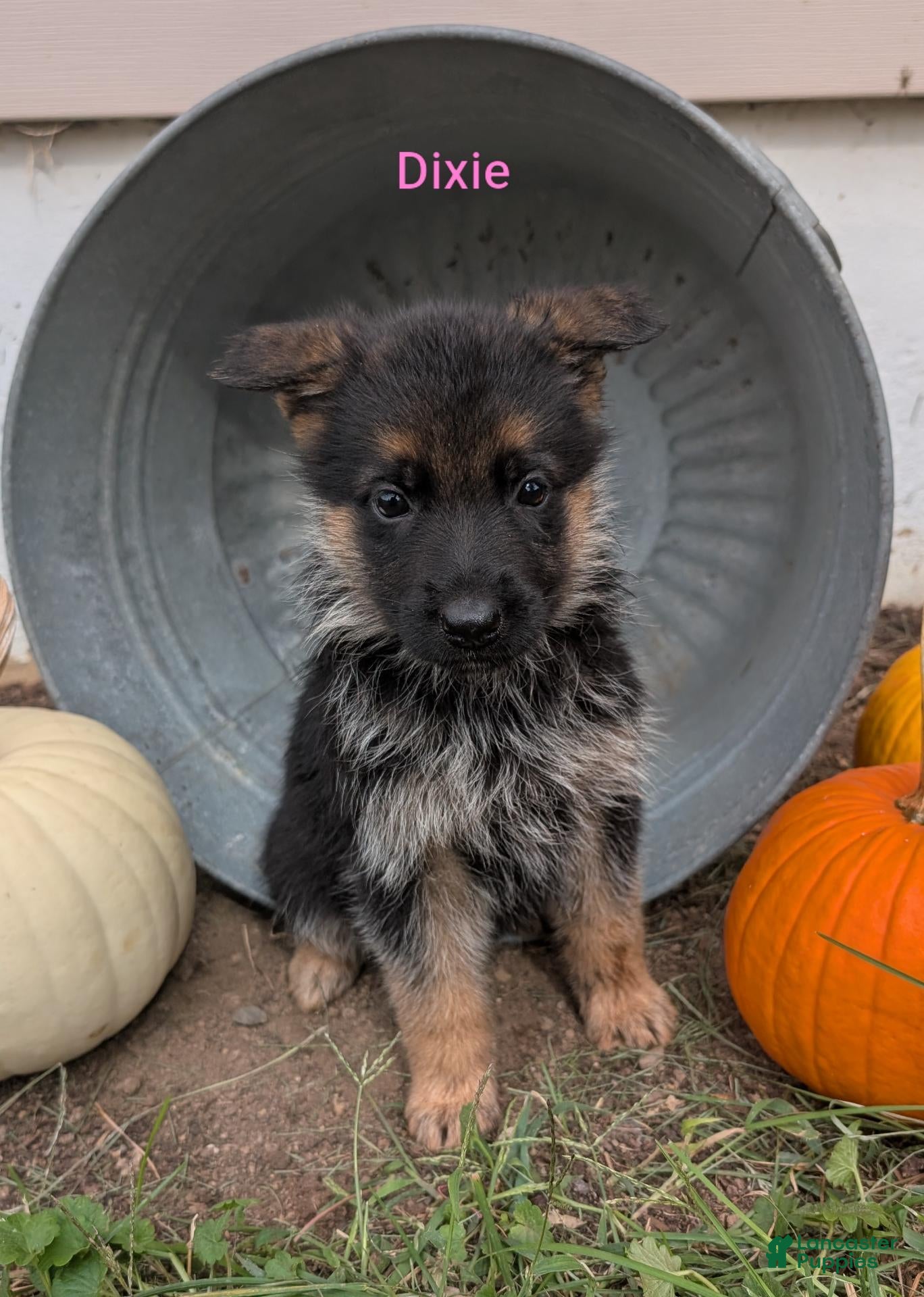 German Shepherd dogs for sale: Dixie - Ad 36