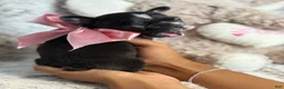 French Bulldog dogs for sale: Jude - Ad 3