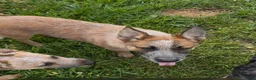 Australian Cattle Dog dogs for sale: Georgie Girl - Ad 20