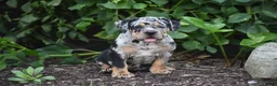 Beabull dogs for sale: Dixie - Ad 7