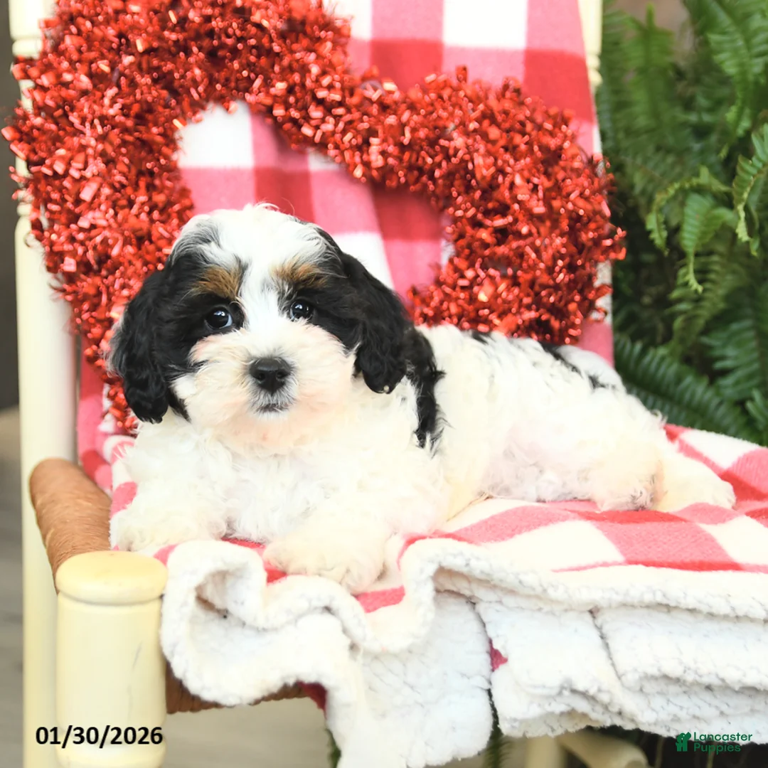 Havapoo dogs for sale: Patches - Ad 2