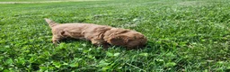 Standard Poodle dogs for sale: Rose - Ad 4