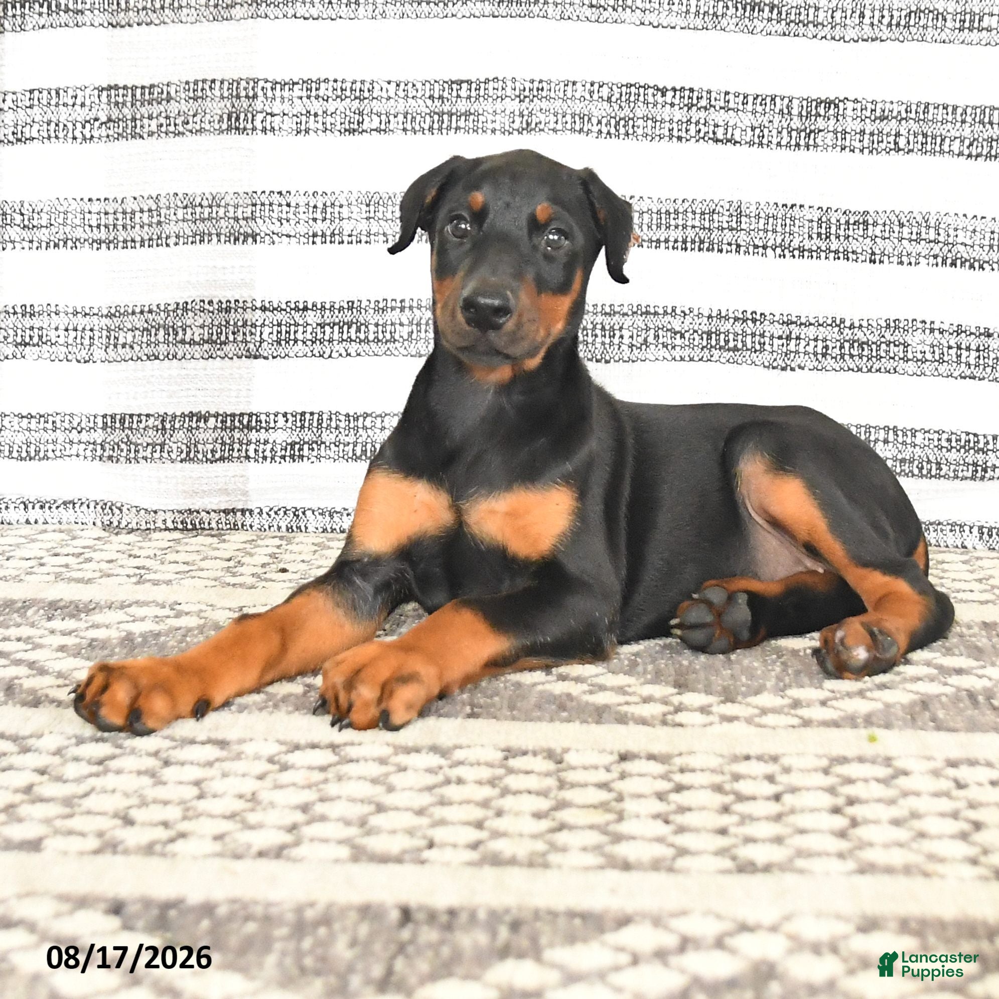 Doberman Pinscher dogs Dixie - Ad 1