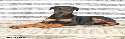 Doberman Pinscher dogs for sale: Dixie - Ad 3