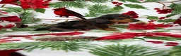 Miniature Dachshund dogs for sale: Chuck - Ad 3