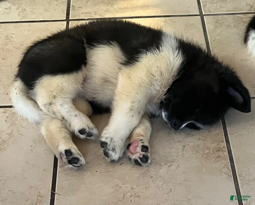 Akita dogs for sale: Happy - Ad 18