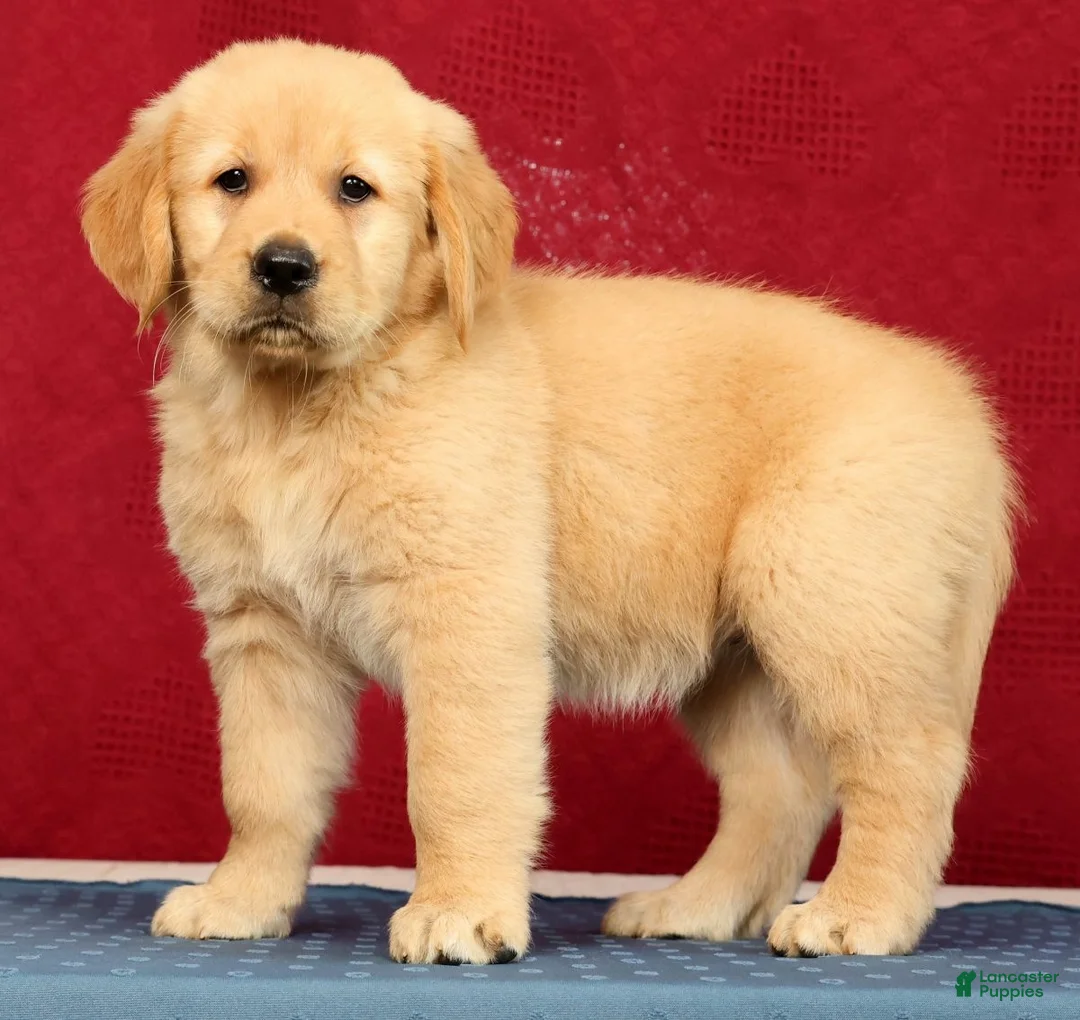 Golden Retriever dogs for sale: Aerie - Ad 2