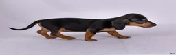 Miniature Dachshund dogs for sale: Patsy - Ad 3