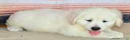 Golden Retriever dogs for sale: Princess English Cream  - Ad 7