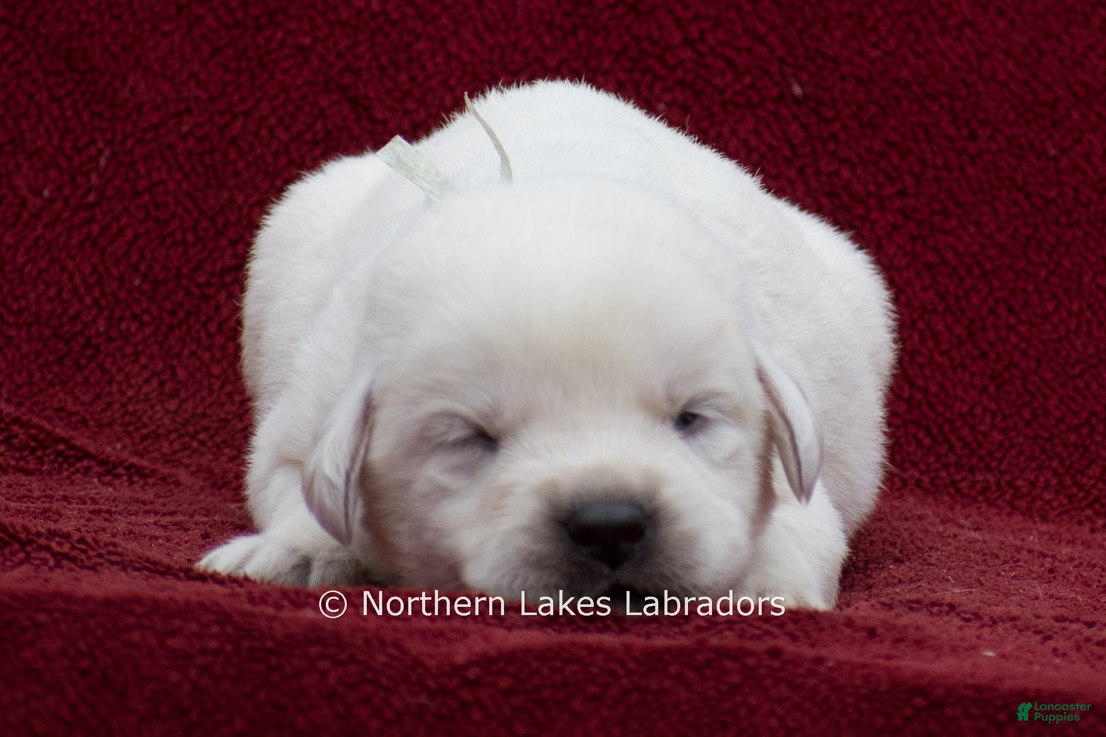 Labrador Retriever dogs Mora - Ad 36