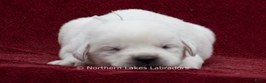 Mora