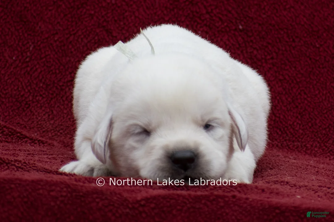 Labrador Retriever dogs for sale: Mora - Ad 1