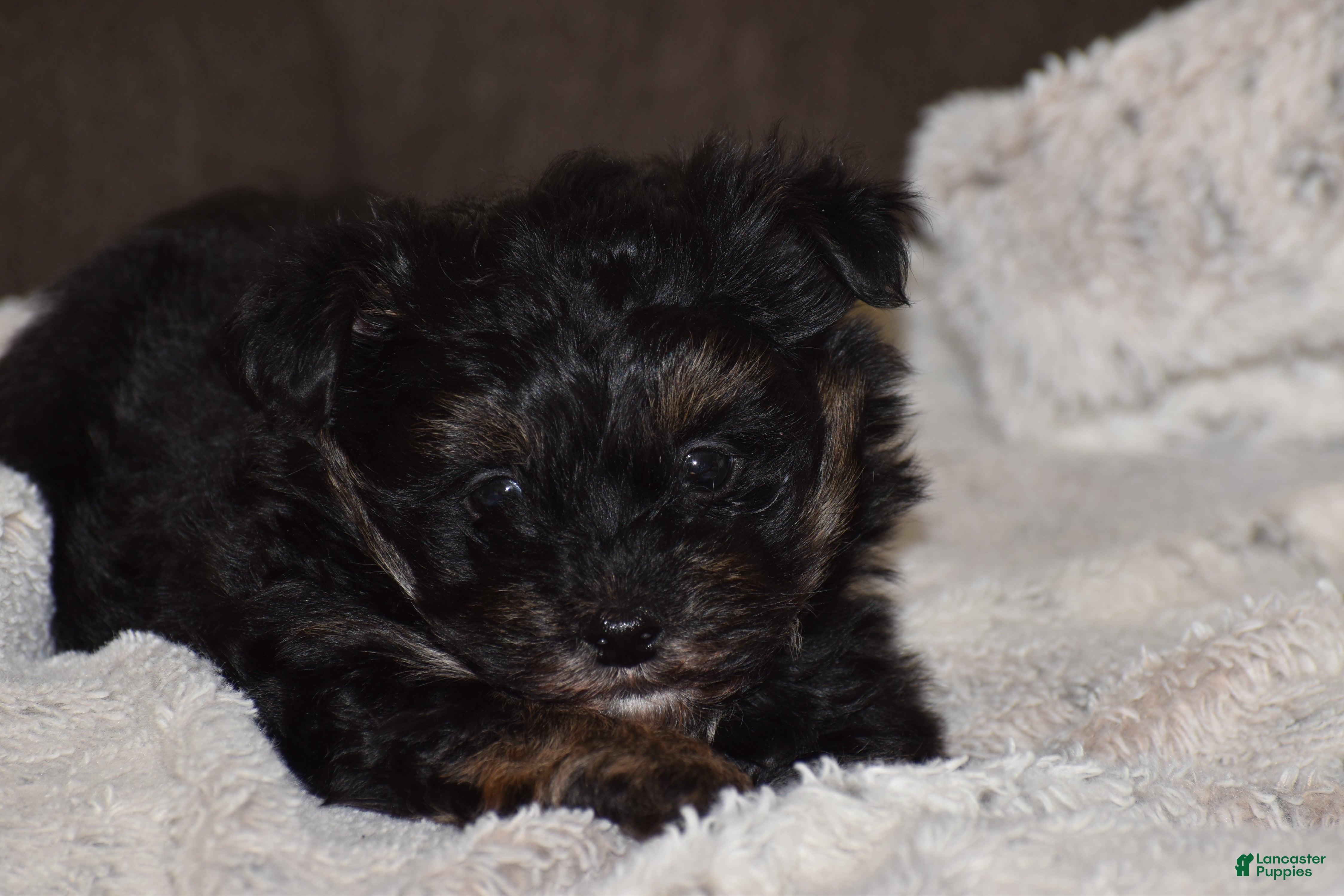Mixed Breed dogs for sale: Stoker - Ad 1