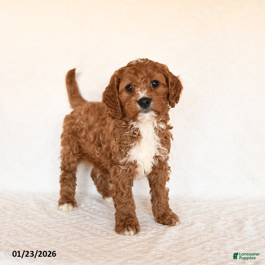 Cavapoo dogs Scotty - Ad 7