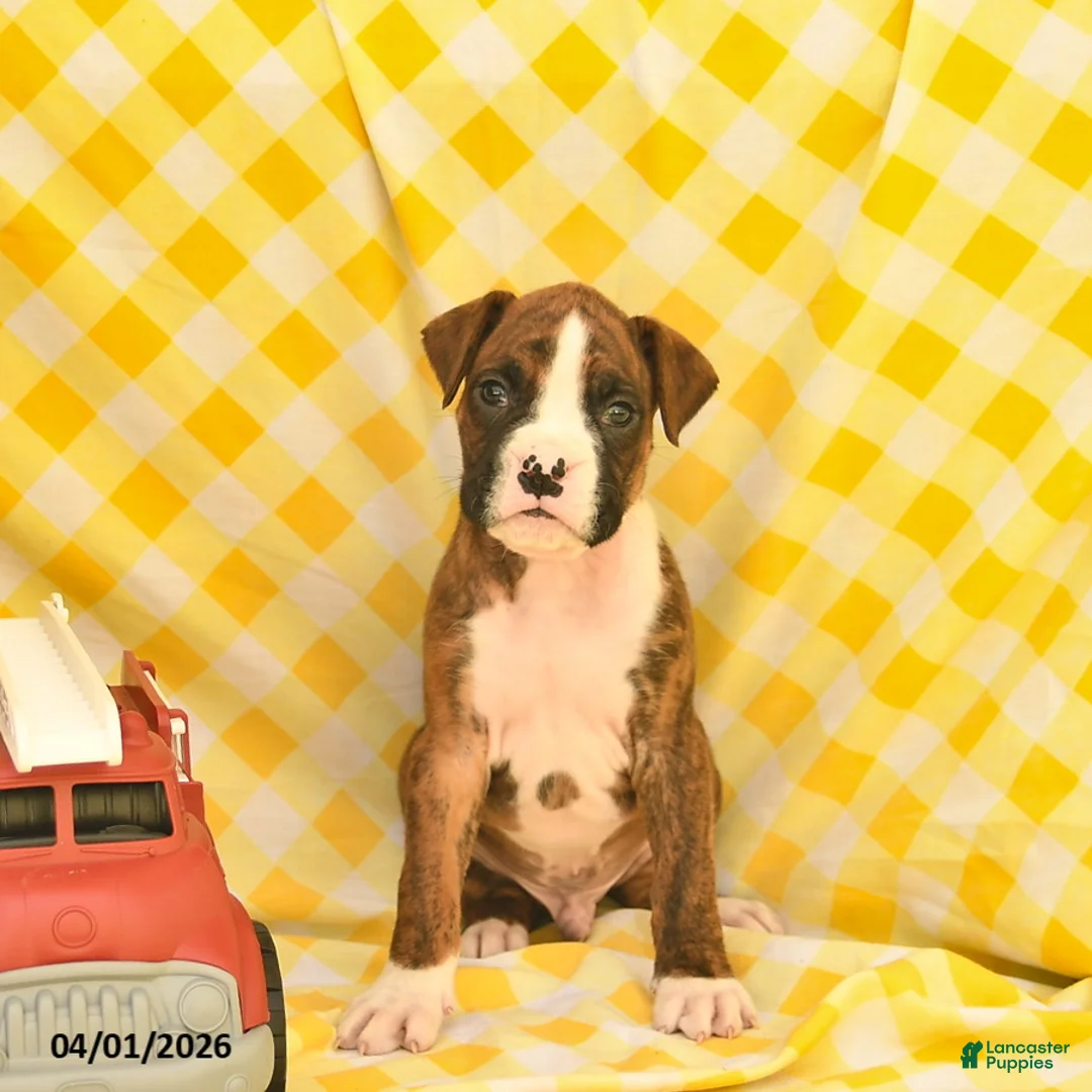 Boxer dogs for sale: Jordan  - Ad 2