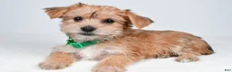Morkie dogs for sale: Goldie - Ad 7