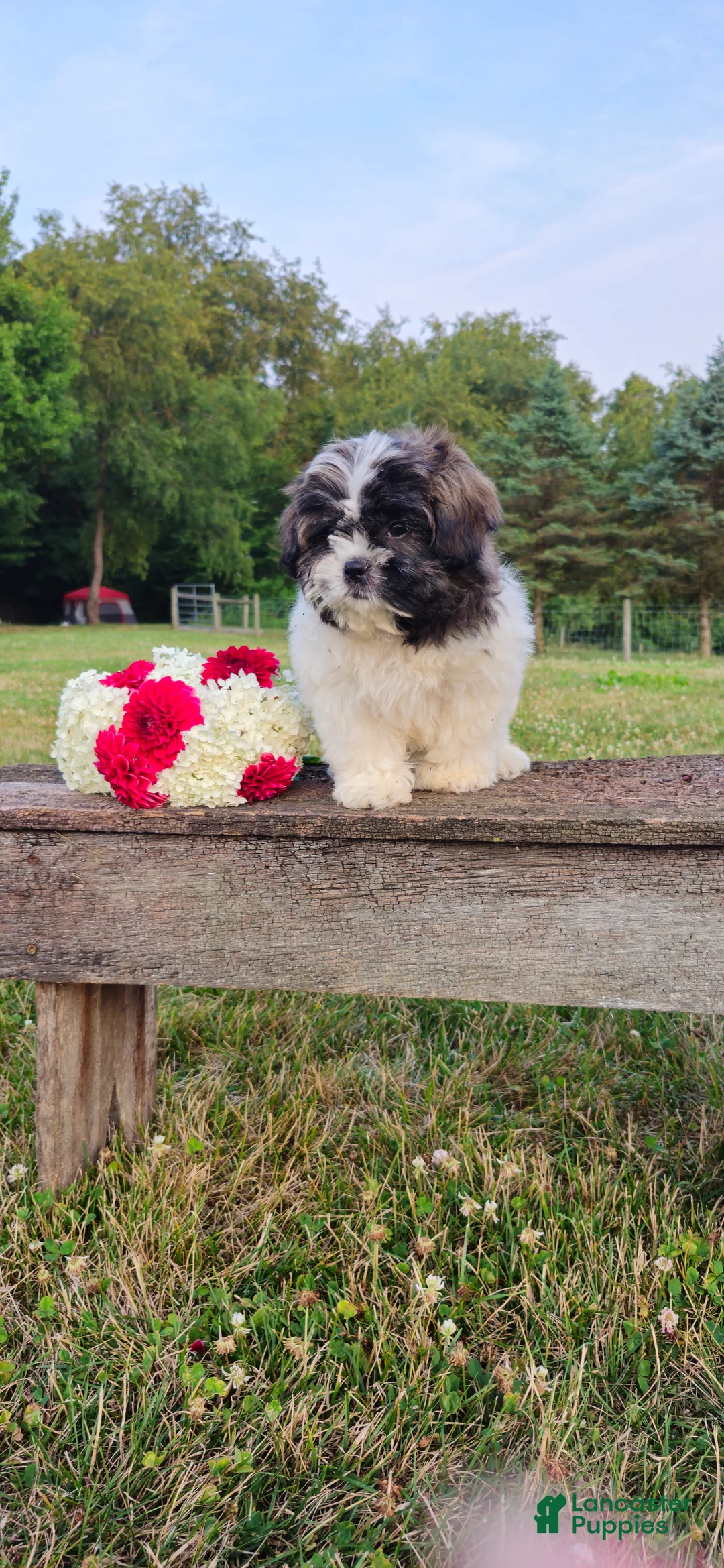Teddy Bear dogs for sale: Buster - Ad 2