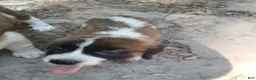 Saint Bernard dogs for sale: Saint Bernard 5 GIRL - Ad 3