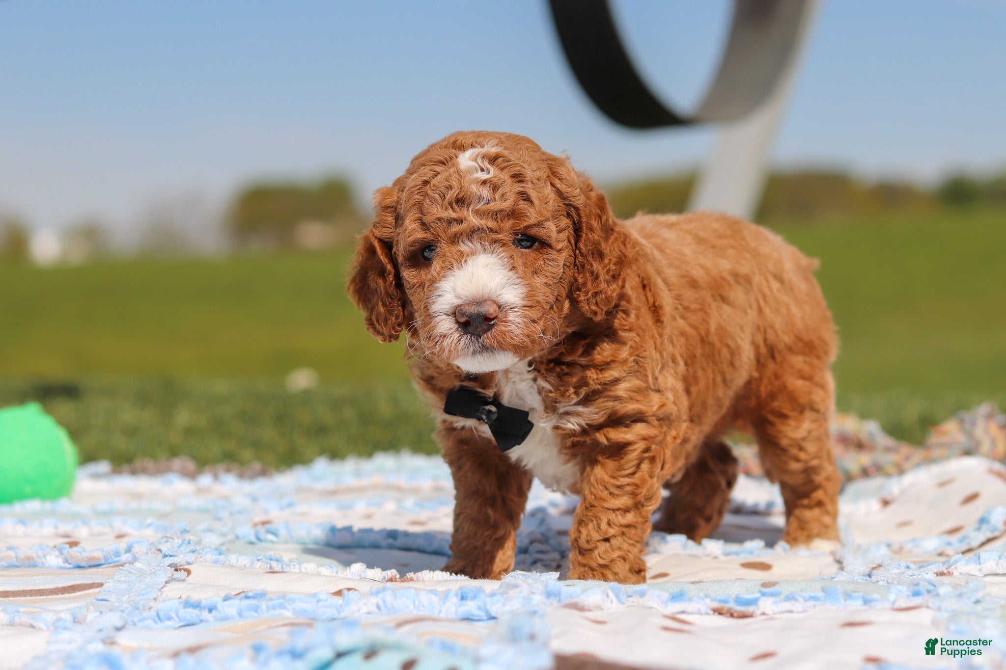 Mini Goldendoodle dogs for sale: Cade - Ad 5