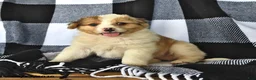 Mixed Breed dogs for sale: Sunny   - Ad 2