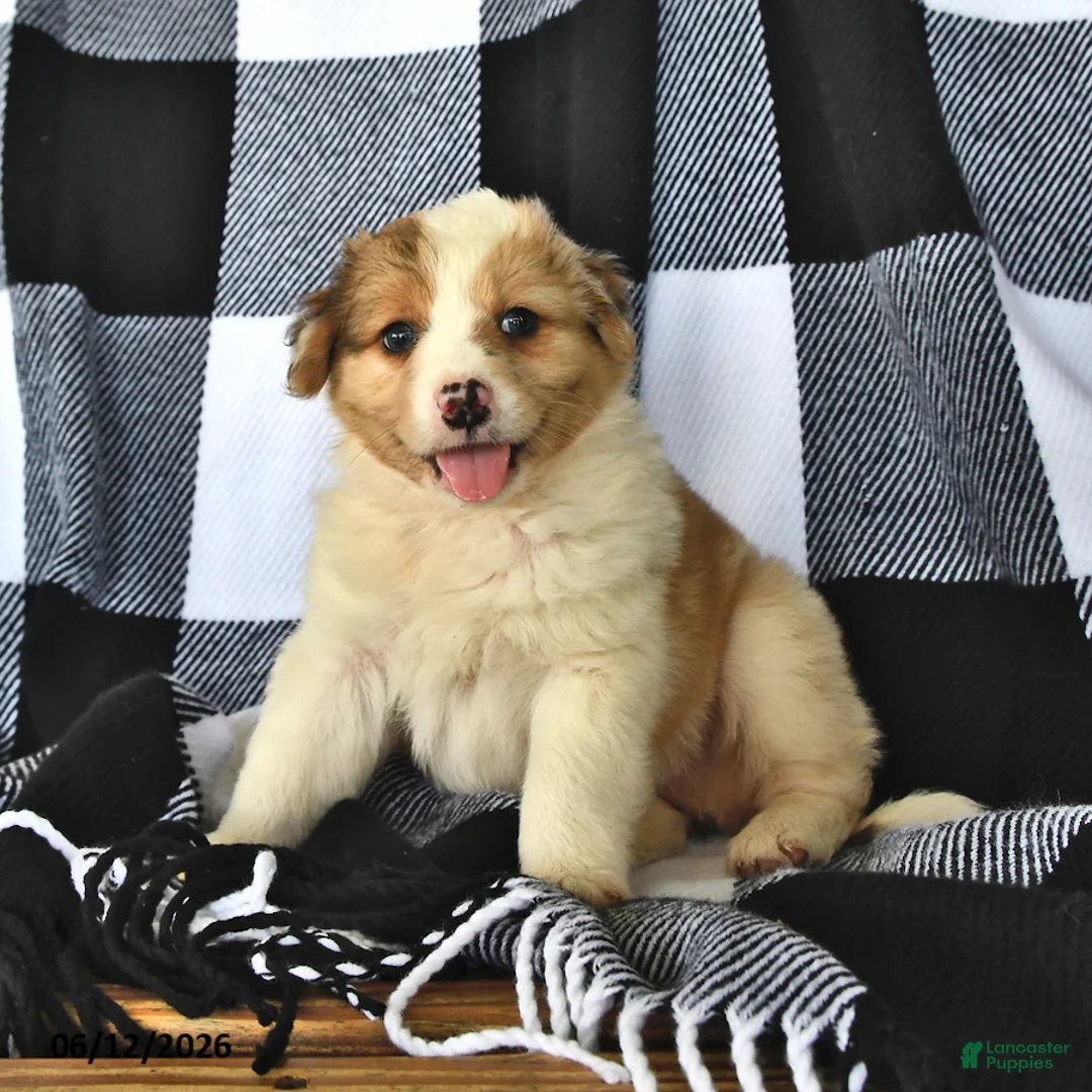 Mixed Breed dogs for sale: Sunny   - Ad 2