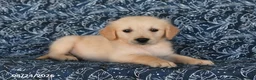 Golden Retriever dogs for sale: Tony - Ad 5