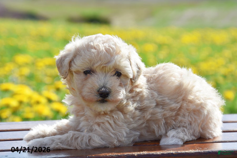 Toy Poodle dogs Sophia - Ad 1