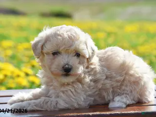 Toy Poodle dogs for sale: Sophia - Ad 2