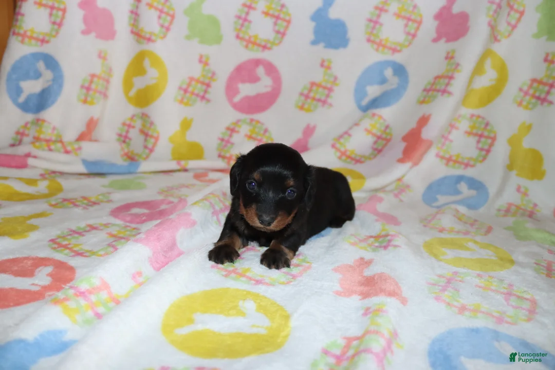 Miniature Dachshund dogs for sale: holly - Ad 2