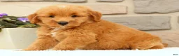 Mini Goldendoodle dogs for sale: Cricket - Ad 7