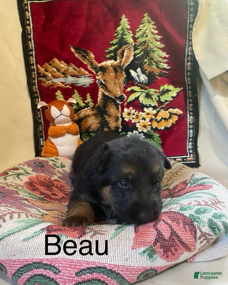German Shepherd dogs Beau - Ad 1