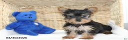 Yorkshire Terrier dogs for sale: Callie - Ad 3
