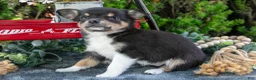 Chihuahua dogs for sale: Poppy - Ad 3
