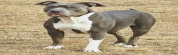 American Bully dogs for sale: Kitana - Ad 4
