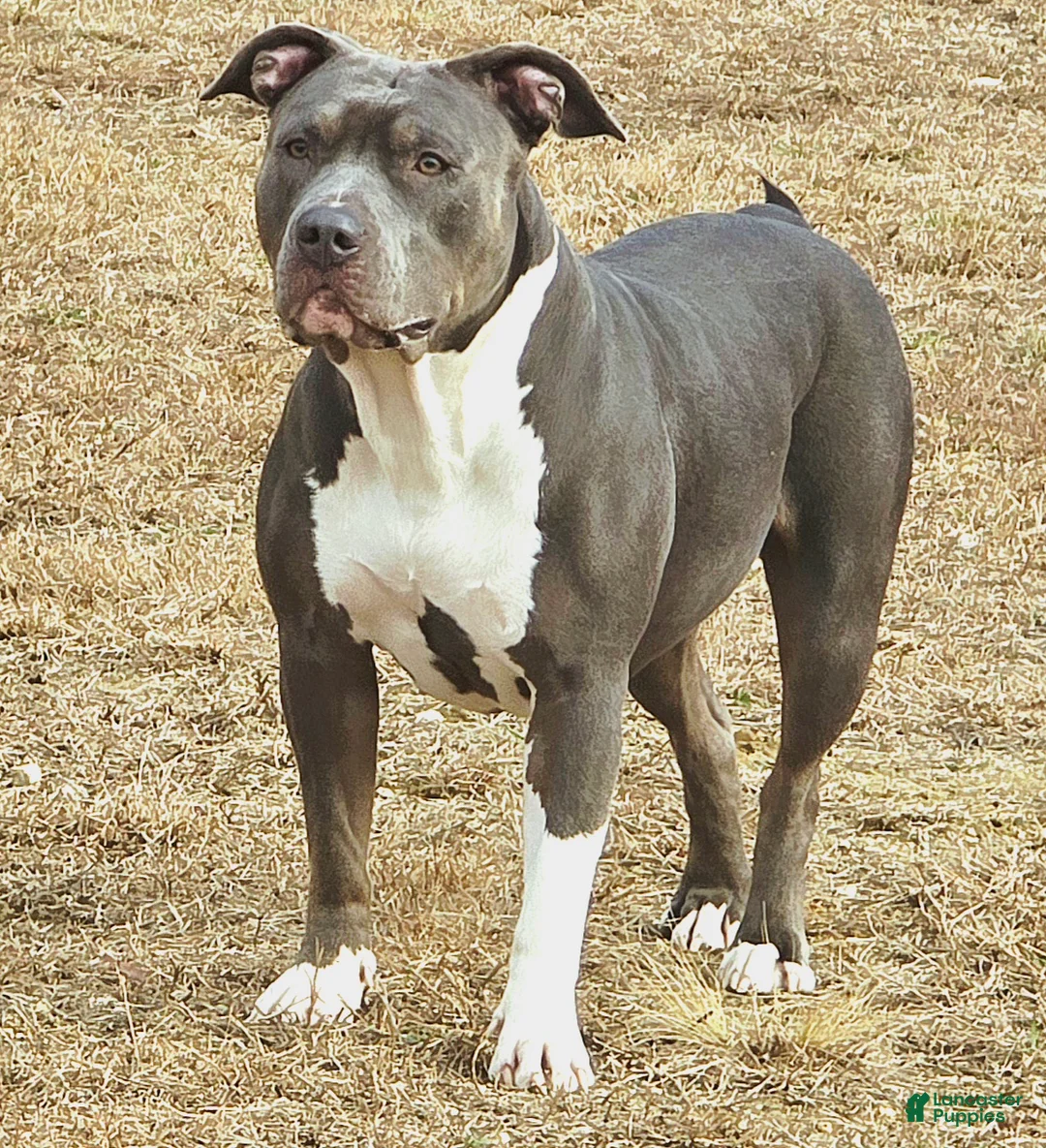 American Bully dogs for sale: Kano - Ad 2