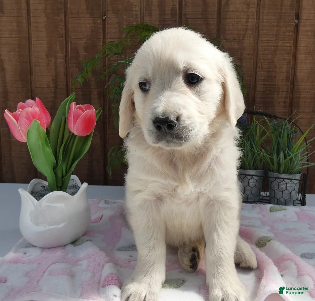 Golden Retriever dogs for sale: Golden Retriever 10 - Ad 1