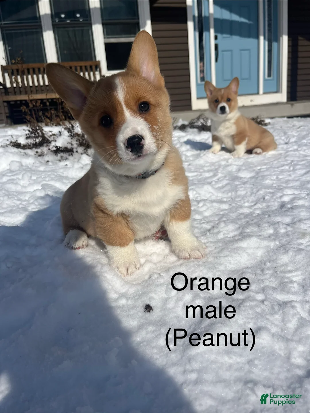 Welsh Corgi Pembroke dogs for sale: Welsh Corgi Pembroke Puppy 1 - Ad 3