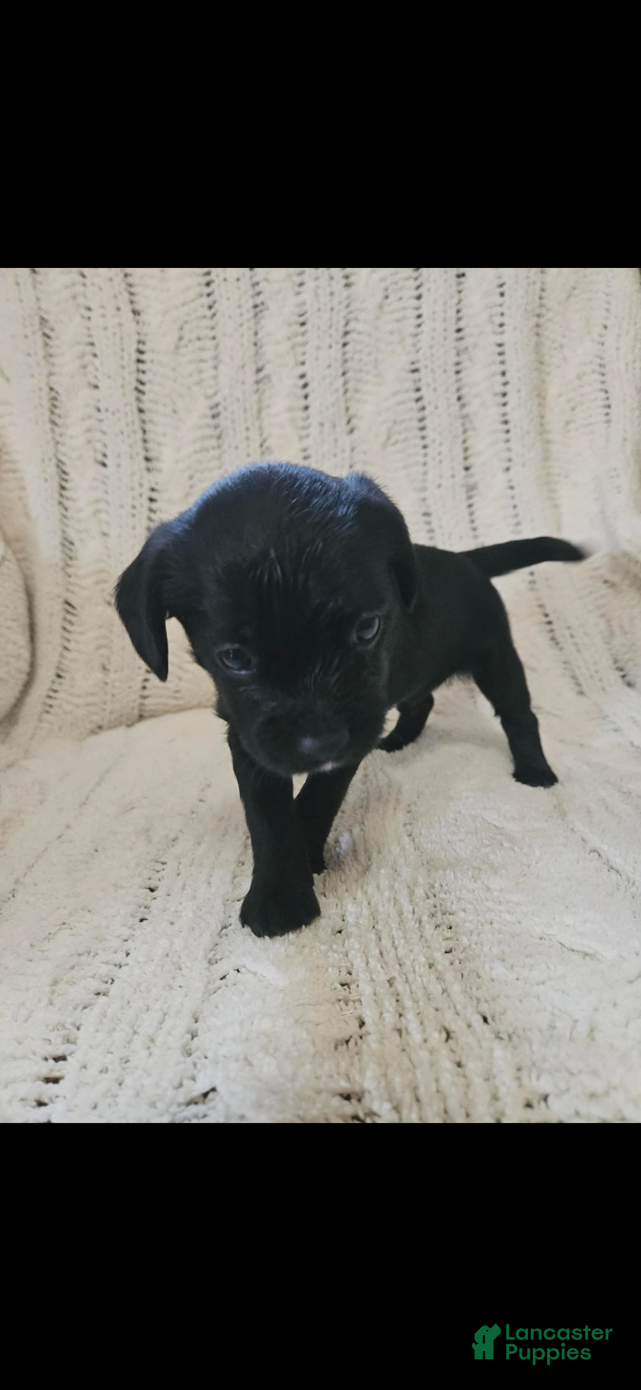 Mixed Breed dogs Mixed Breed 4 - Ad 38