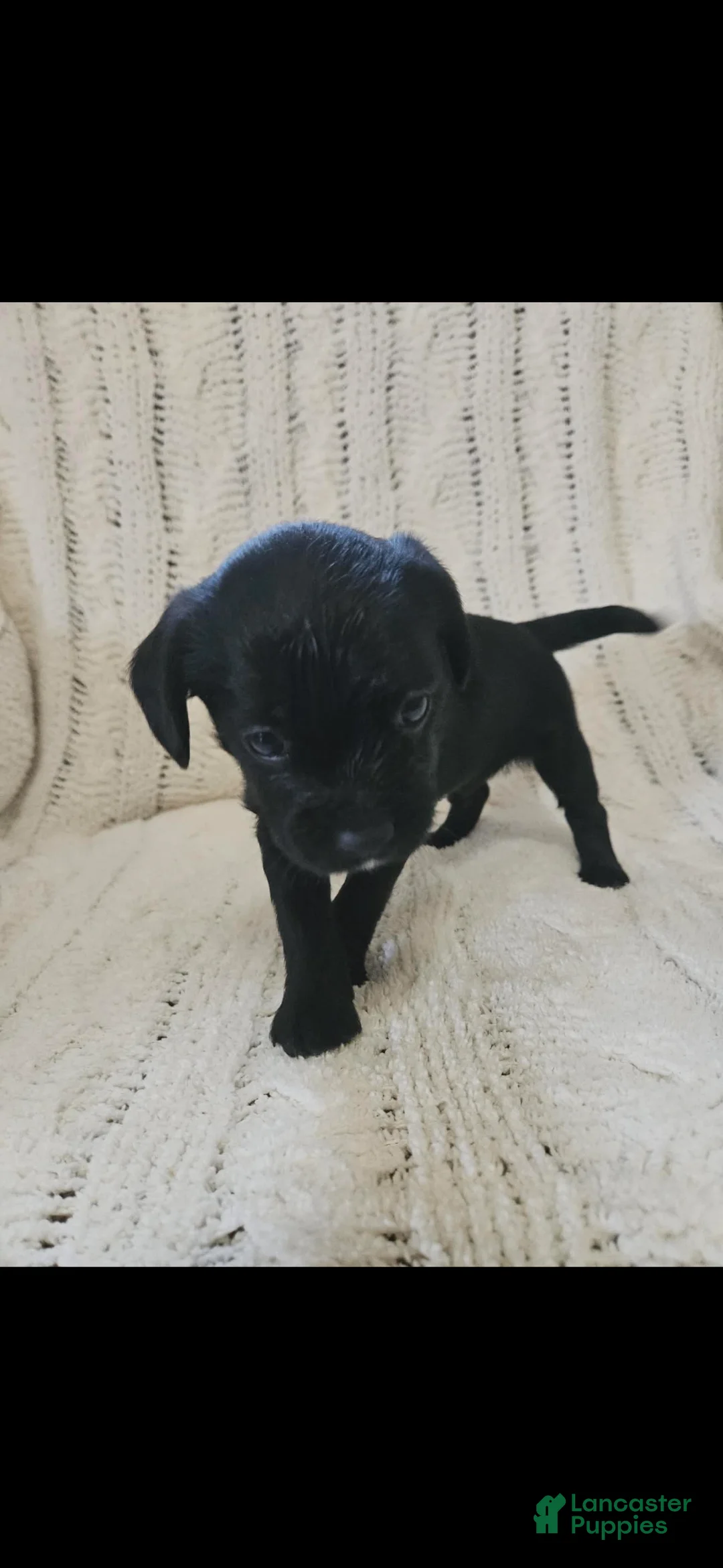 Mixed Breed dogs for sale: Mixed Breed 4 - Ad 1