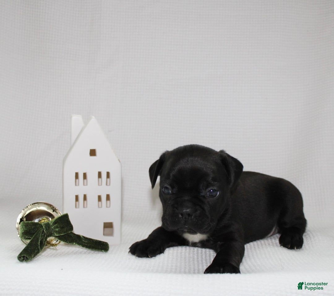Frenchton dogs for sale: Theo - Ad 4