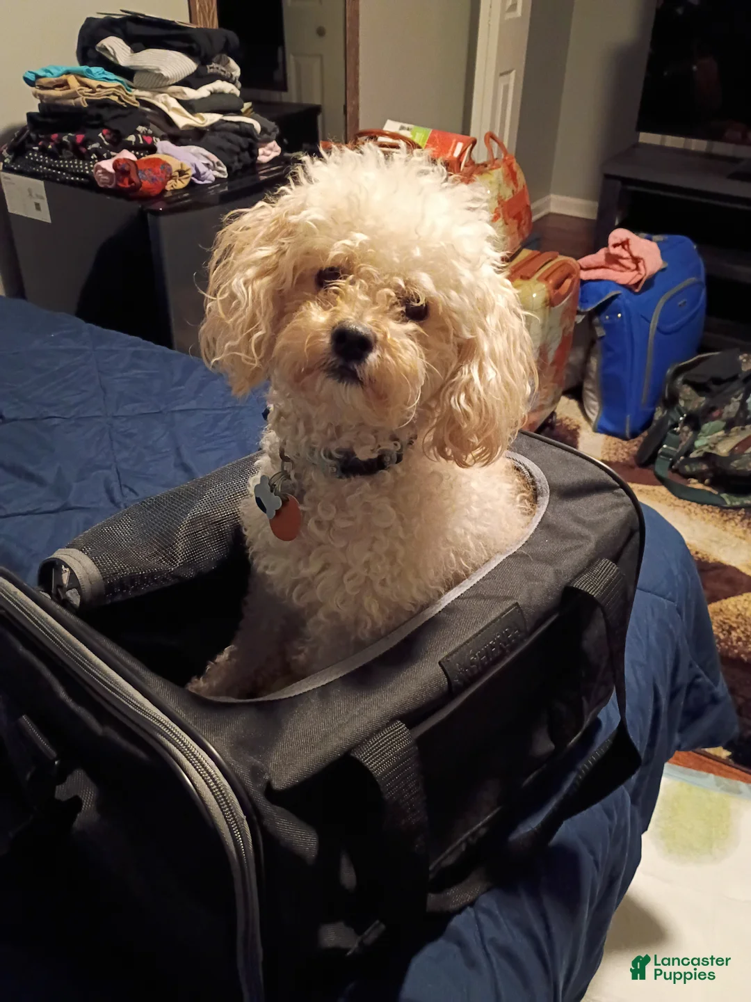Bichpoo dogs for sale: Baylor - Ad 1