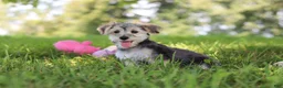 Morkie dogs for sale: Levi - Ad 9