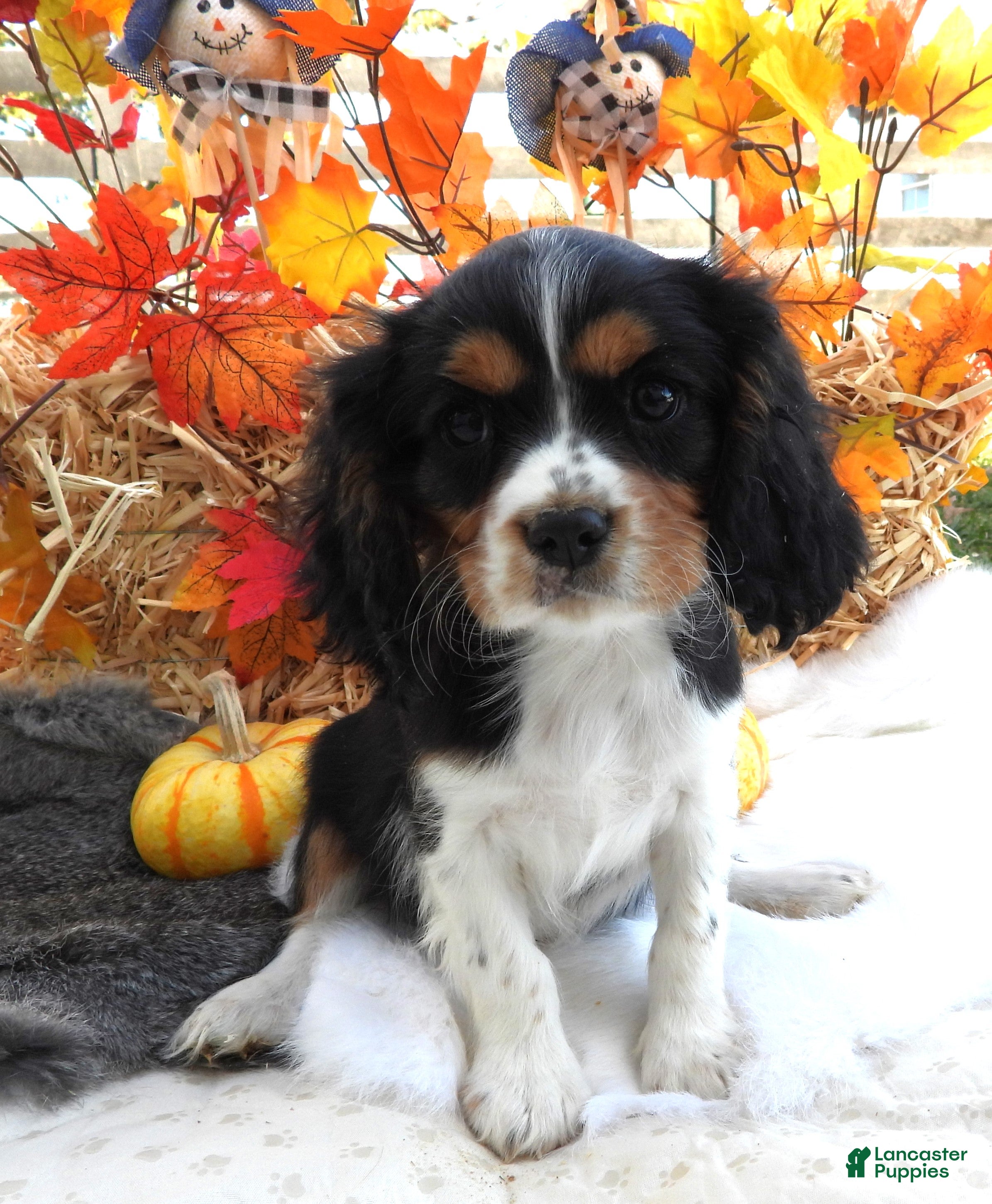 Cavalier King Charles Spaniel dogs for sale: #1 Male (Lori's) - Ad 34
