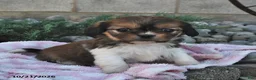 Mixed Breed dogs for sale: Bailey  - Ad 4