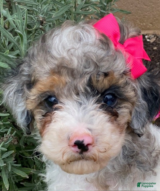 Cavapoo dogs Annie - Ad 2
