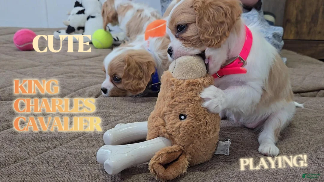 Cavalier King Charles Spaniel dogs for sale: Logan - Ad 2