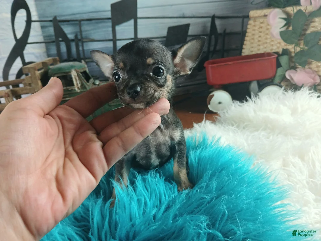 Chihuahua dogs for sale: Debras blk tan boy. Hand Delivery  - Ad 1