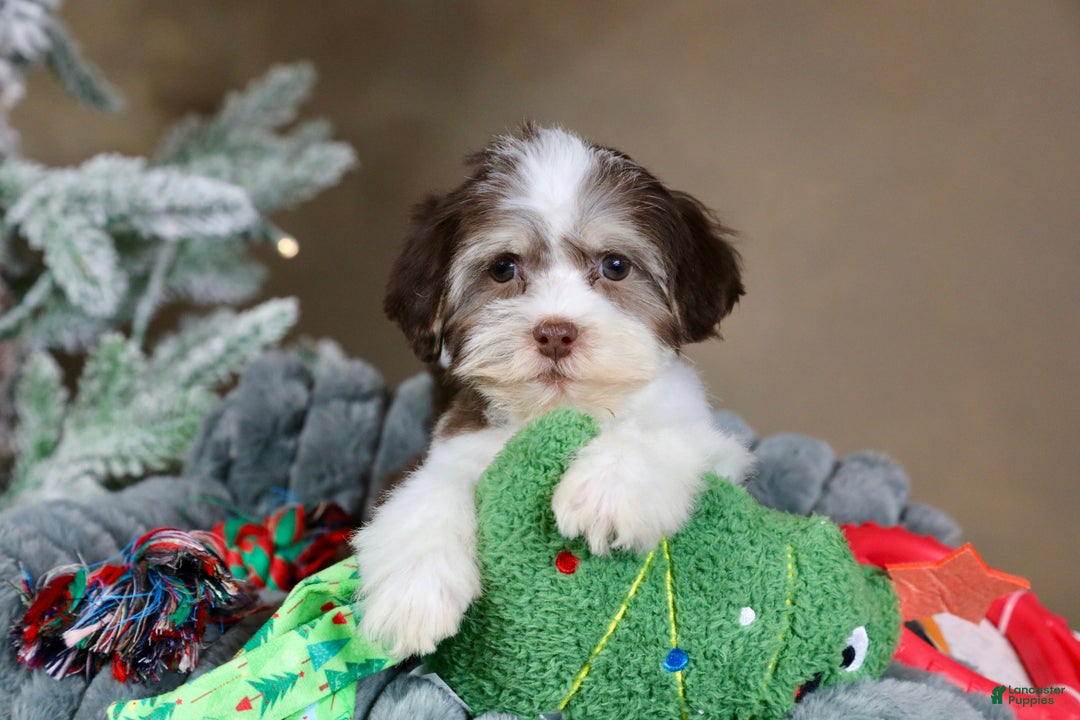 Havanese dogs for sale: Hope - Ad 10