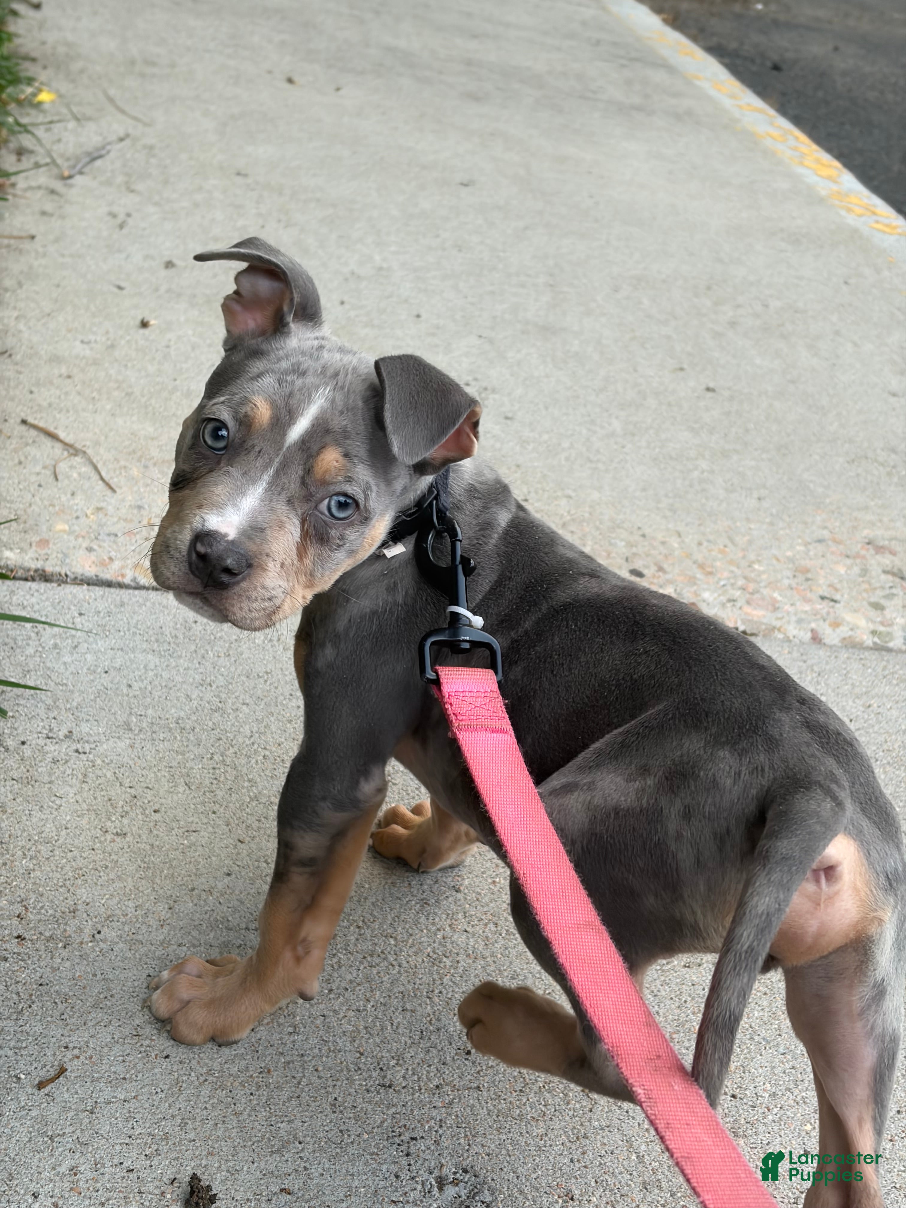 American Bully dogs American Bully 2 - Ad 30