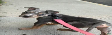 American Bully 2